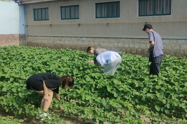 新澳门全年免费原料网